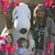 Mary McDermott De Rosa's profile image