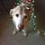 Lynn Trevarthen Olson's profile image