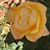 Jeanette Hastings's profile image