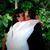 Lothlorien Hahn's profile image