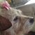 Margaret Knowles's profile image