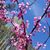 Phyllis Foellmer's profile image