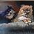 Lisa Messer Gunn's profile image