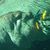 David Strainge's profile image
