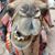 Derek Ziman's profile image