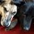 Susan Denis Vincent's profile image