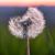 Marianne Stickles's profile image
