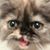 Bumblee Bee's profile image