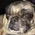 Elisa Beth Sandvoss's profile image