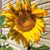 Jackie Leasure's profile image