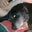 Henry Brimmer's profile image