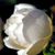 Daphyne Pitre's profile image