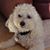 Cheryl Bruno Adams's profile image