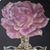 Alicia N Gordon Cruson's profile image