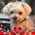 Debbie McClung Golding's profile image