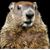 Mark Shaver's profile image