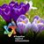 Linda Borell's profile image