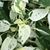 Nadine Adele Milburn's profile image