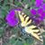 Jenine D Serviolo's profile image