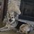 Shelly Reaves's profile image