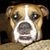 Chuck Mack Russell's profile image