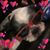 Diana Figueroa's profile image