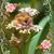 Mary Drachus Buckley's profile image