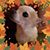 Ann Auton's profile image