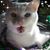 Jimmy DeNu's profile image