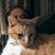 Rich Lobato's profile image