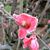 Rebecca Jones Davis's profile image