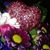 Rovia Eublera's profile image