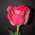 Gail Ickes's profile image