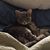 Nancy Donahue's profile image