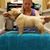 Sharlene Pitman's profile image