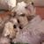 Joanne Adams's profile image