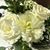 Beth Holt Madone's profile image