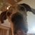 Nicole Troiano's profile image