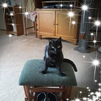 Jerrie Cook's profile image