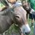 Jackie Goldsmith Young's profile image