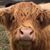 Carolyn Clark Widdison's profile image