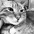 Anissa Rupert Ilie's profile image