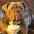 Daren Brown's profile image