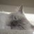Alisa Kristine's profile image