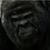 Patrick Henning's profile image