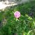 Laura Tedeschi White's profile image
