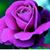 Michelle DiCrecchio's profile image