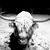 Brian Hackenmueller's profile image