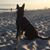 Nicole Scheeler's profile image