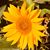 Desiree LaVigne-Roan's profile image